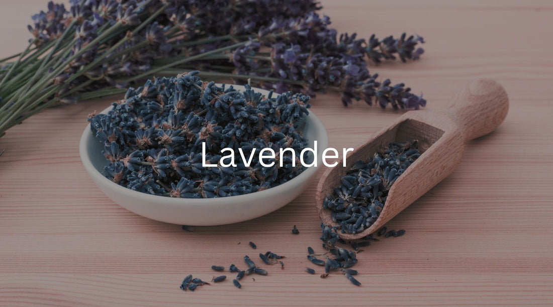 Lavender: Unveiling the Timeless Charm of the "Herb of Serenity"