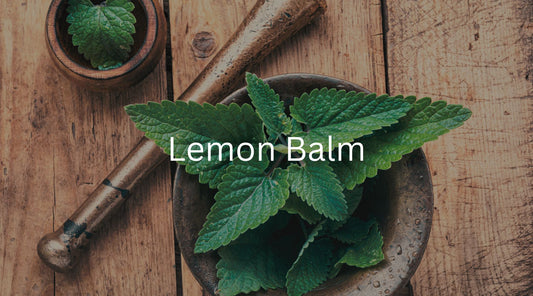 The Wonders of Lemon Balm: A Versatile Herb for Health and Happiness