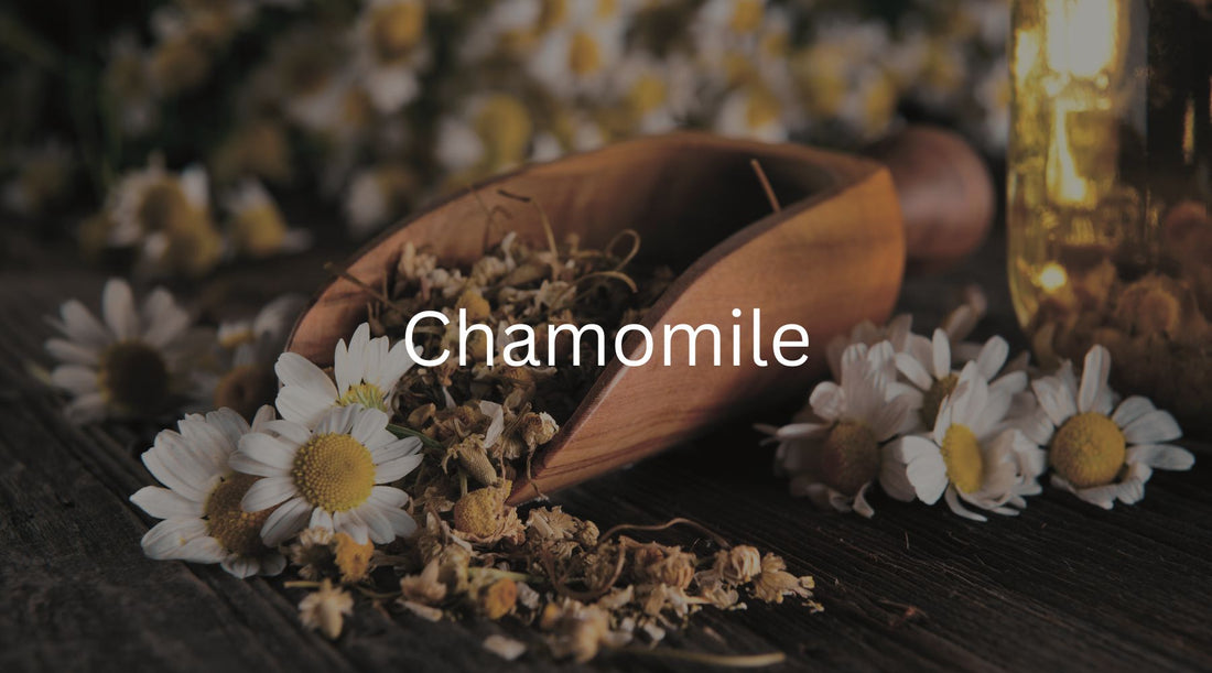 How Chamomile Helps the Mind and Body