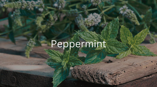 The Benefits of Peppermint