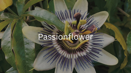 The Power of Passionflower