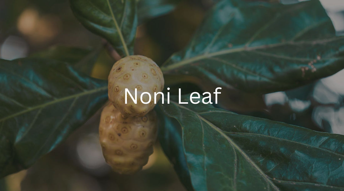 Noni Leaf and Its Health Benefits