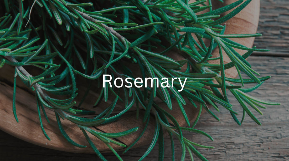 Is rosemary in tea good for you?  (A Healing Herb For Your Mind and Body)